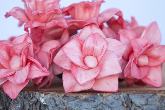 Watermelon Star Magnolia Sola Flowers - SET OF 125