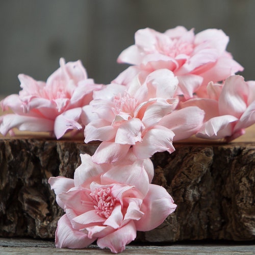 Blush Pink Love Rose Sola Wood Flowers set of 12 - Etsy