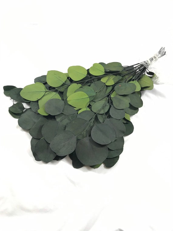 Preserved & Dyed Populus Eucalyptus Foliage - silver Dollar Eucalyptus Preserved - Green Eucalyptus