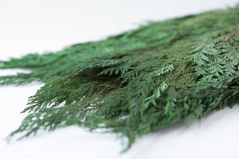 Preserved Cedar Foliage Cedar Greenery Winter Greenery Etsy