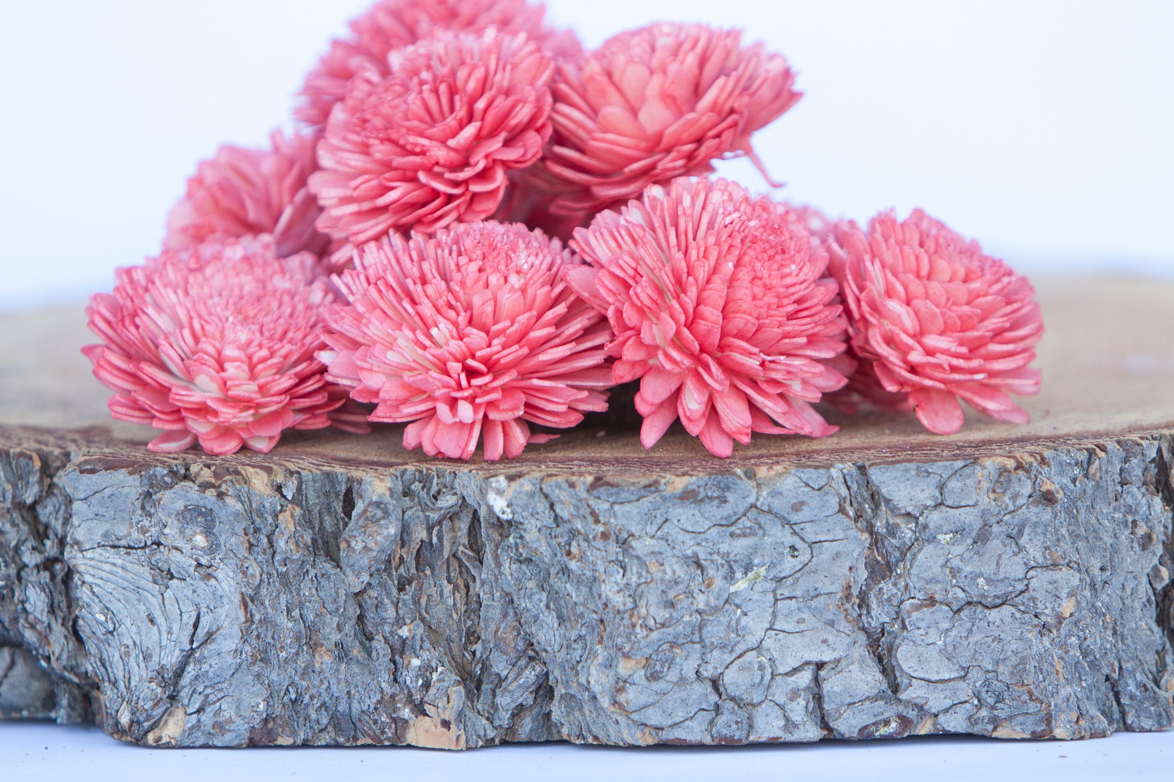Watermelon Zinnia Sola Flowers SET OF 10 Watermelon Sola Flower watermelon-zinnia-sola-flowers-set-of-10-watermelon-sola-flower