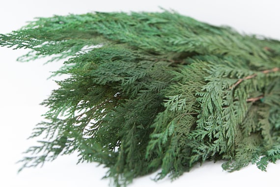 Preserved Cedar Foliage - Cedar Greenery - Winter Greenery - Evergreen Foliage