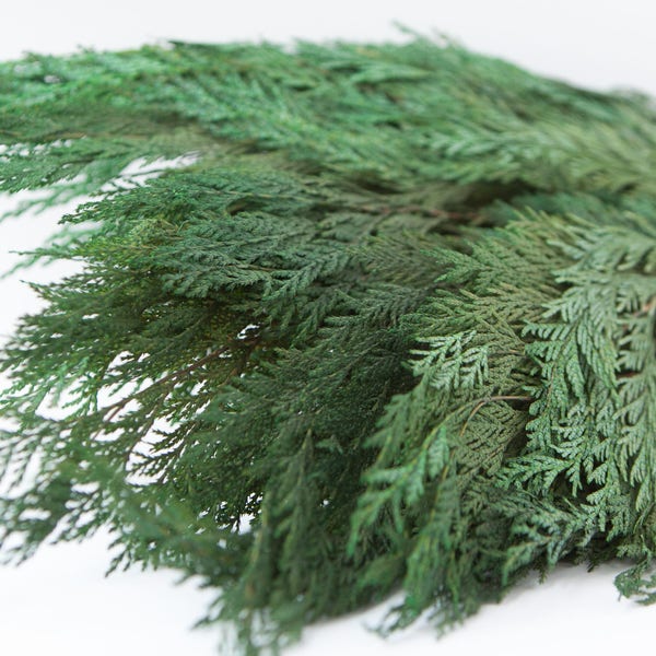 Preserved Cedar Foliage - Cedar Greenery - Winter Greenery - Evergreen Foliage