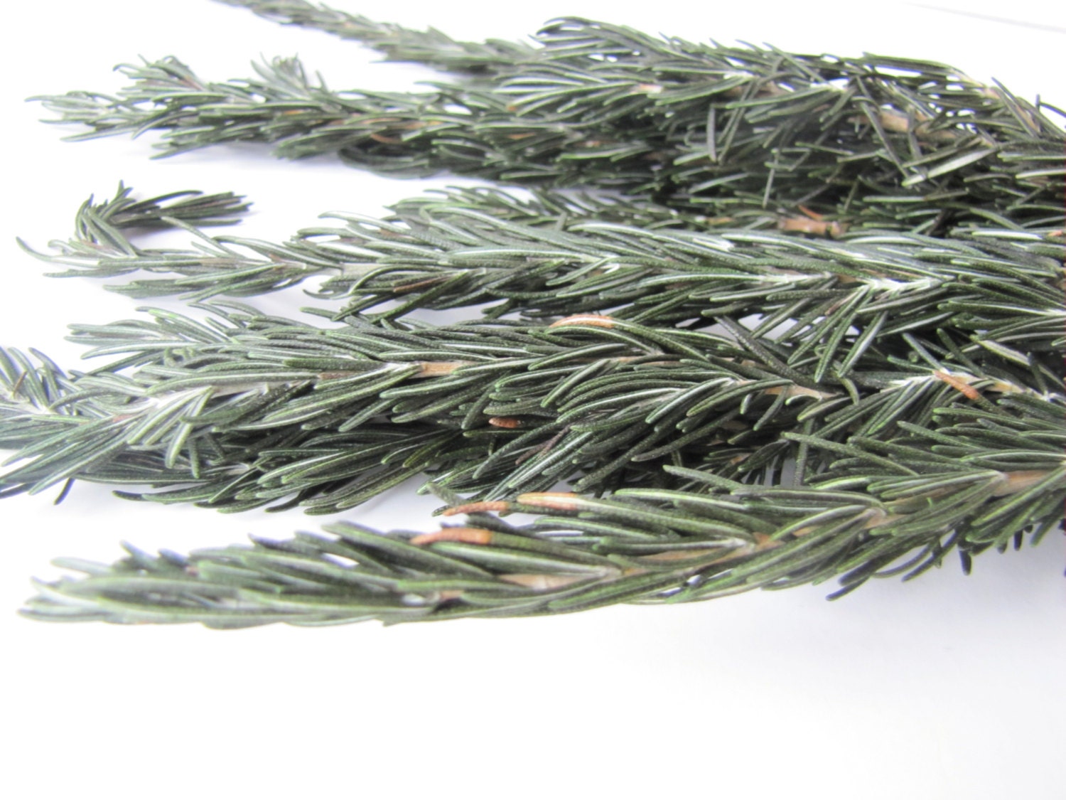 Dried and Preserved Rosemary Rosemary Dried Rosemary Preserved