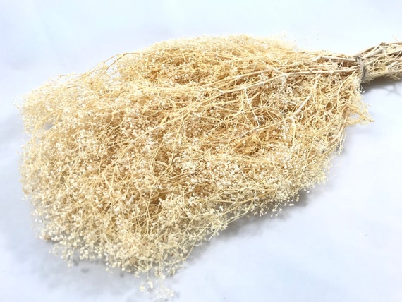 Dried Babies Breath-  Preserved Mini Gyp -Preserved Babies Breath - FIller Flower - Gypsophila