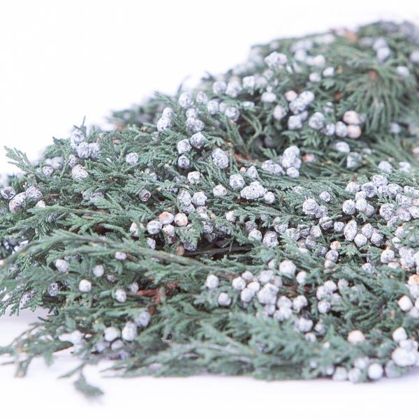 Preserved & Dyed Blueberry Juniper Foliage - Blueberry Juniper Greenery - Winter Greenery - Evergreen Foliage