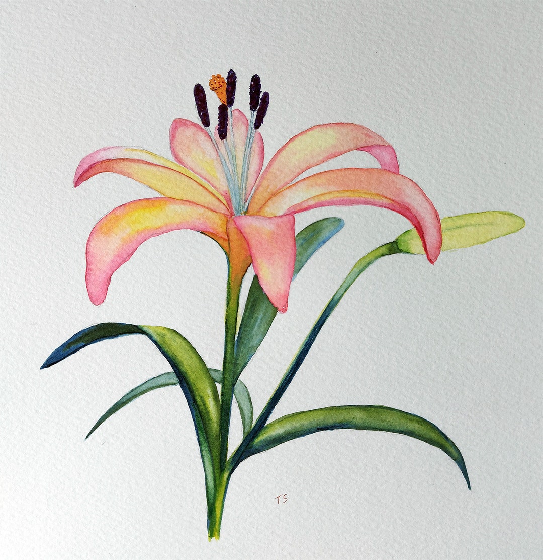 Watercolour Floral Lily Flower Original Floral Wall Decor - Etsy