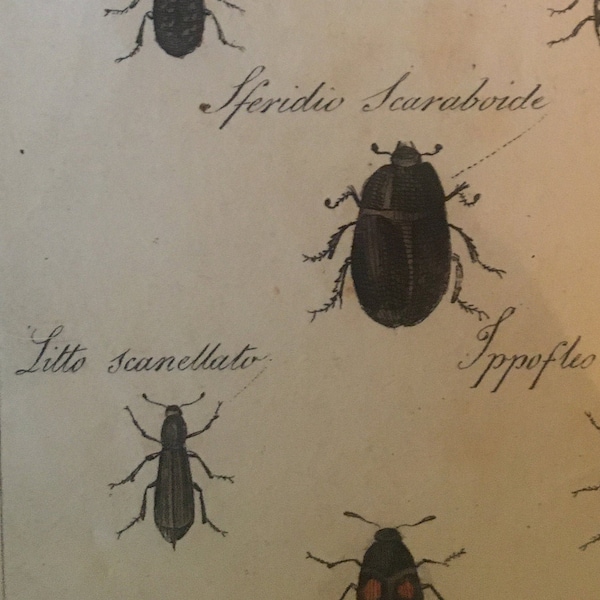 Framed Antique Insect Print hand tinted book plate Beetles Diagram Coleoptera