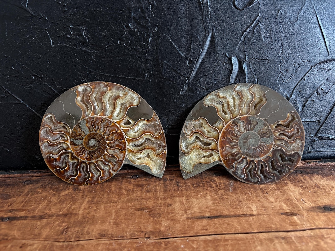 Iridescent Opalized Ammonite Shell Pair - Large Crystal Fossil Shell ...