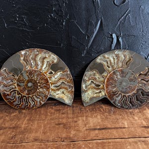 May include: Two fossilised ammonite shells with detailed spiral patterns in brown, tan, and grey hues. The shells are presented on a wooden surface, contrasted against a textured black backdrop, highlighting their natural form.