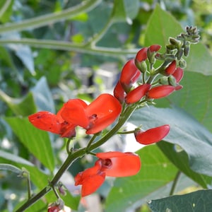 Scarlet runner beans, pole beans, sustainably grown, veggie seeds