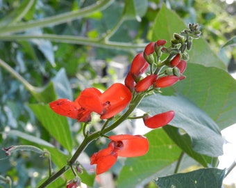 Scarlet runner beans, pole beans, sustainably grown, veggie seeds