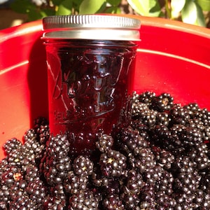May include: A red plastic bucket filled with ripe blackberries. A glass jar of blackberry jam sits on top of the berries.