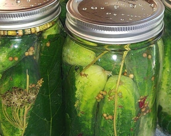 Dill pickles, old fashioned dill pickles, hand packed family recipe. 1 quart.
