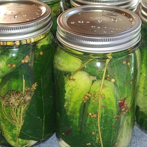 Dill pickles, old fashioned dill pickles, hand packed family recipe. 1 quart.