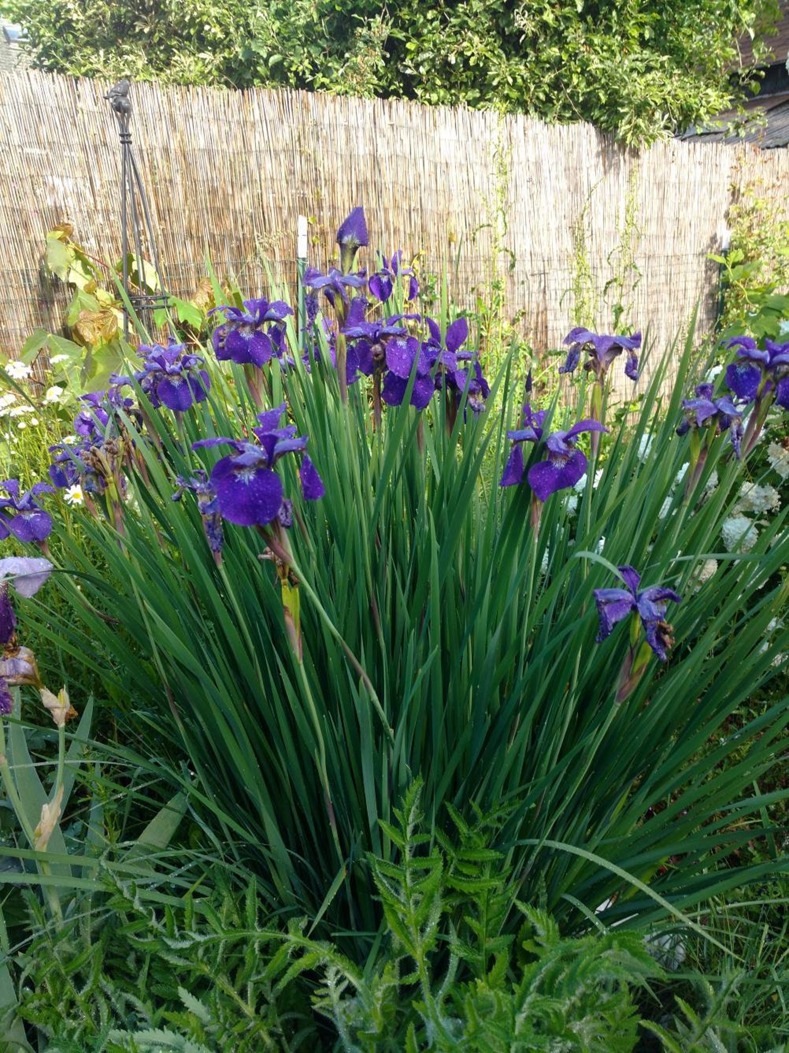 Siberian Iris Seeds 50 Seeds Purple Siberian Iris Seeds Etsy