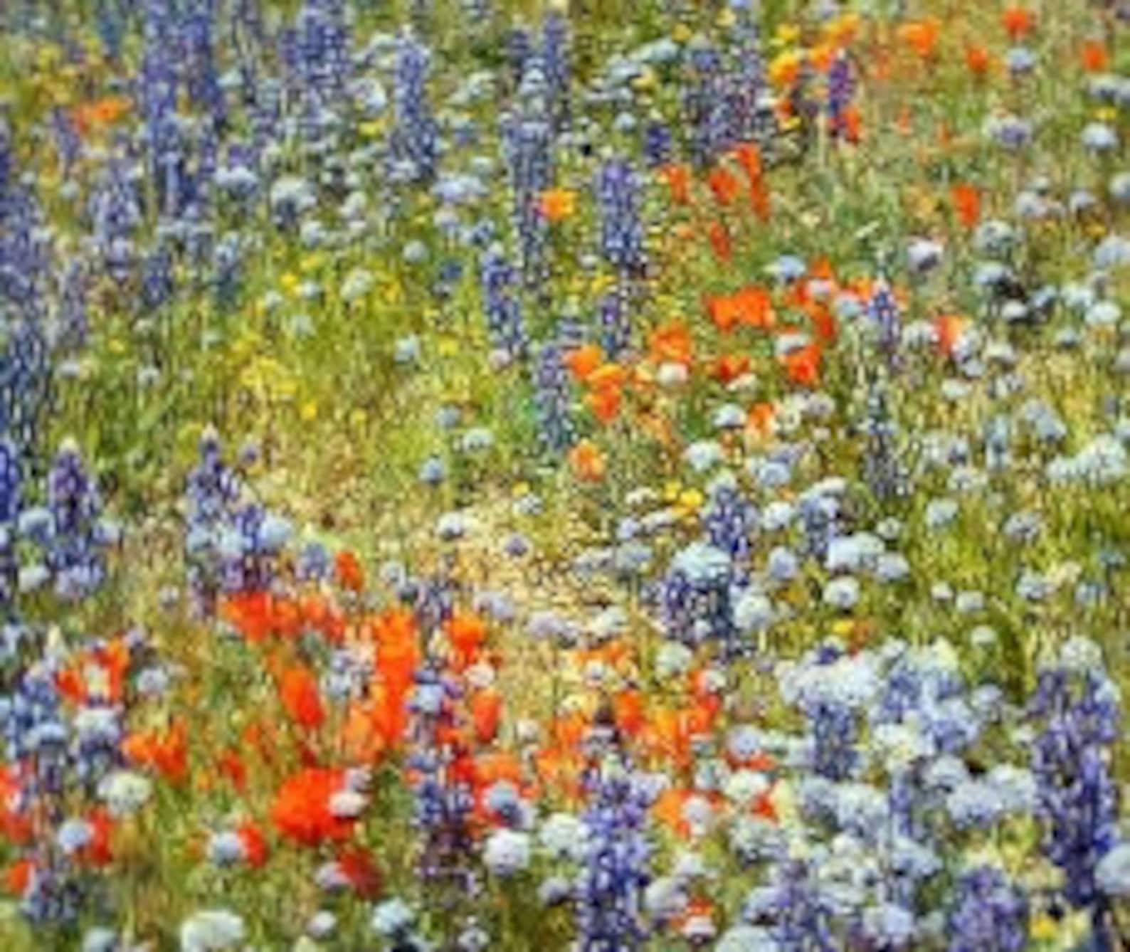 Wildflowers of the Pacific Northwest Oregon Organic Seeds Etsy