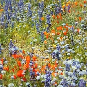 Wildflowers of the Pacific Northwest, Oregon, organic seeds