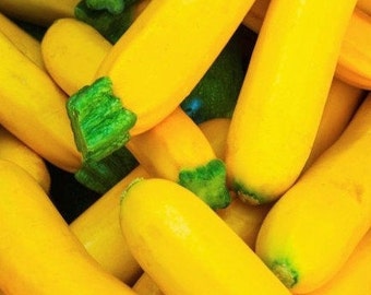 Straight neck, yellow squash 20 sustainably grown seeds
