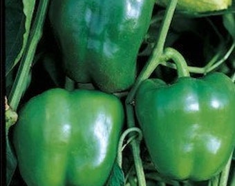 Bell Pepper seeds, California Wonder, garden seeds