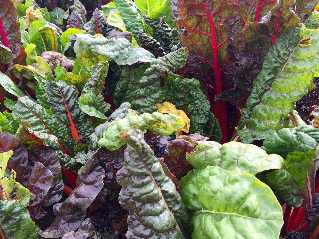 Swiss Chard Rainbow - Item #3989 - Lake Valley Seed