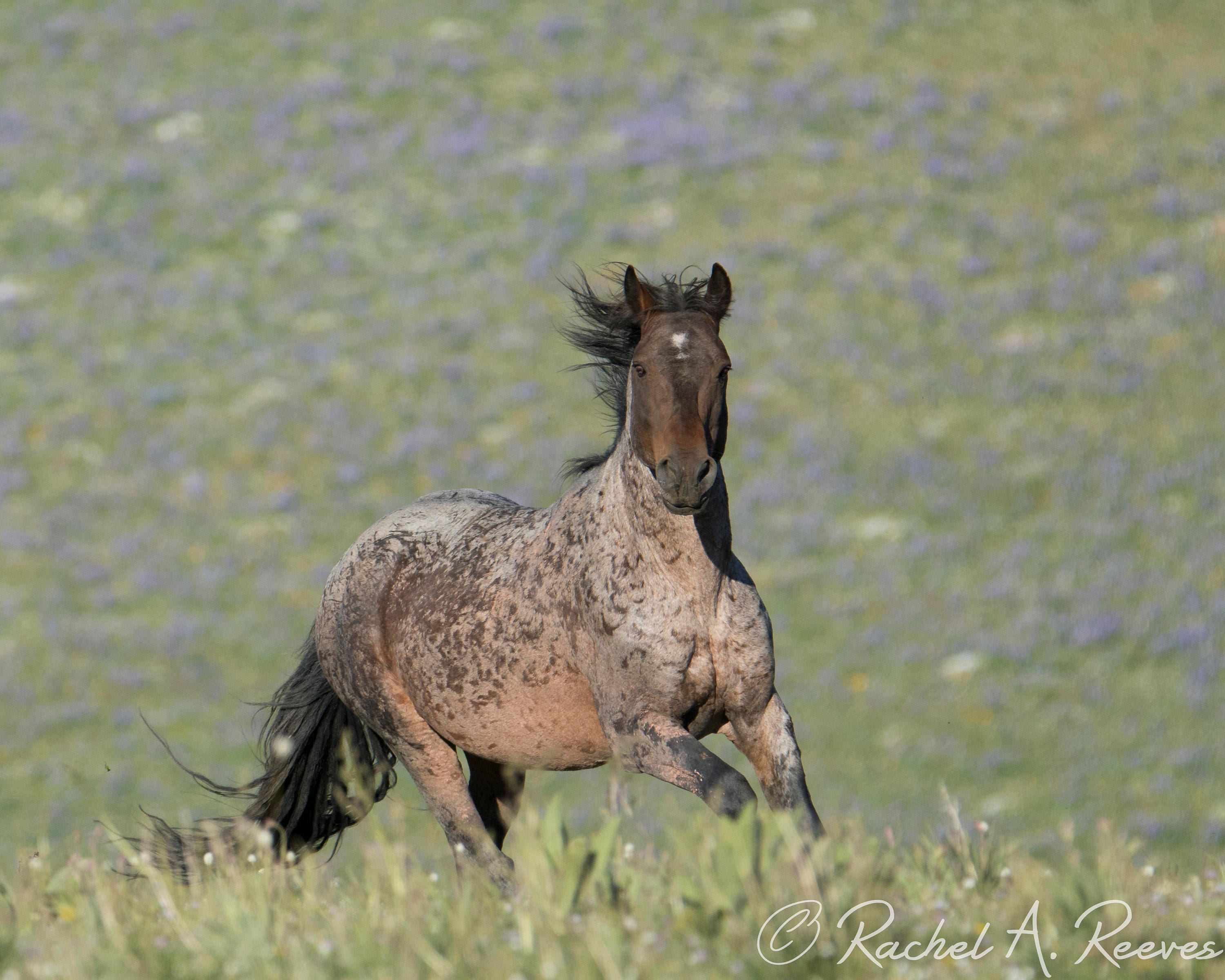 Custer's Run Pryor Mountain Wild Horse Photography Print Etsy