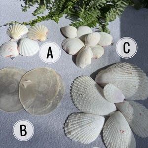 Puede incluir: Una variedad de conchas marinas de diversas formas y tamaños, incluyendo conchas de vieira y almejas. Las conchas son principalmente blancas con sutiles toques de rosa y beige. Hojas verdes de helecho en el fondo.