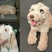 see more listings in the Custom dogs section