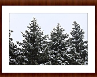 Snowy Trees Photography Wall Art Print, Digital Download, Room Decor, Forest, Winter Print, Snow Print Gift For Her Gift For Him