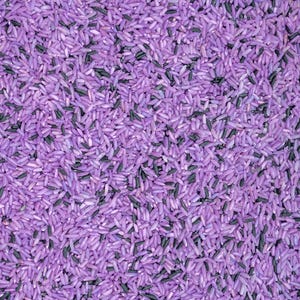 May include: A close-up shot of purple rice with black grains. The rice is a vivid purple hue, with small, elongated grains. The black specks are scattered throughout, creating a textured appearance. The image is a full frame.