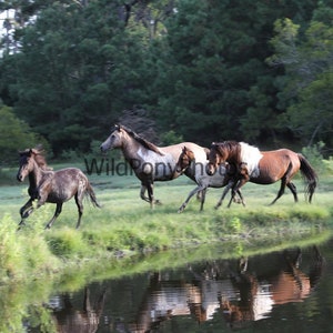 2023 Chincoteague Pony Penning South Roundup - Pick One Image