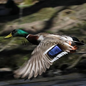 Mallard Photo - Pick one Image