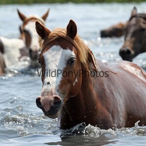 Chincoteague Stallion Ken Photo - Pick One Image
