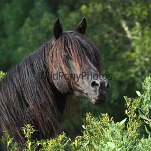 Chincoteague Stallion Ace (Black Tie Affair) Photo - Pick One Image