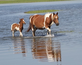 May include: A brown and white horse and foal walk through shallow water. The adult horse has a white mane and tail, and the foal mirrors its markings. The water reflects the horses and the sky, creating a serene scene.