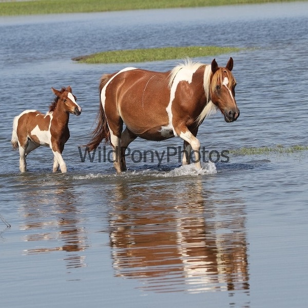 Chincoteague Pony Photograph Chestnut Pinto Mare & Foal matted to varoius sizes