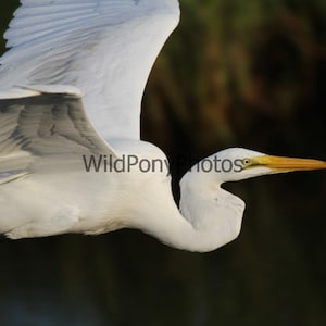 Great Egret Photo - Pick one Image