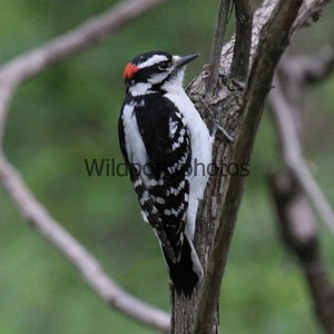 Nature Photograph-Downy Woodpecker