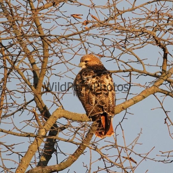 Nature Photograph-Red Tail Hawk in Early Morning Light