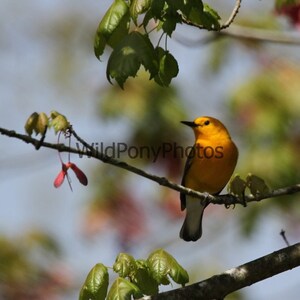 Warbler Photo - Pick one Image