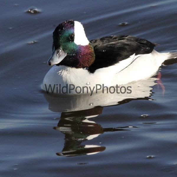 Nature Photograph-Bufflehead Drake