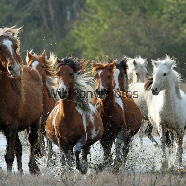 Chincoteague Pony Photo-2014 Spring Roundup