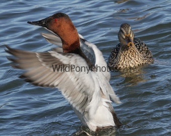 Canvasback Duck Photo - Pick one Image