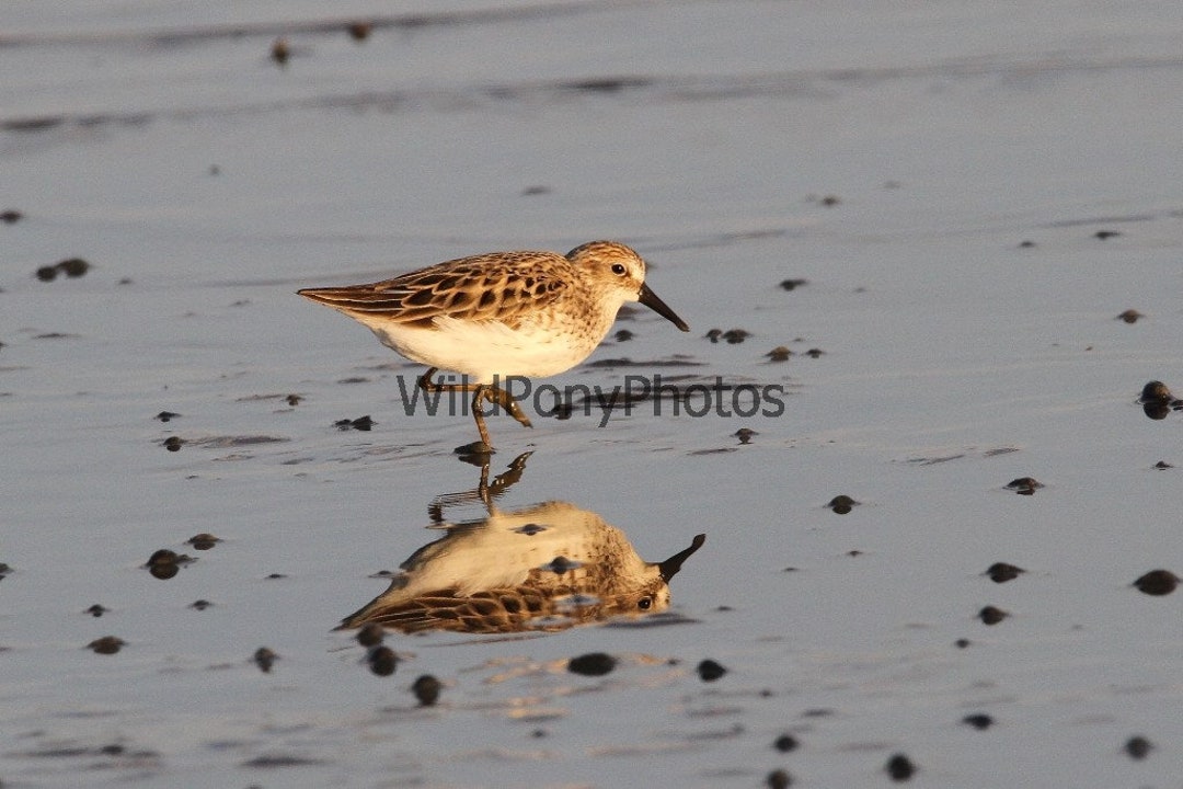 Nature Photograph Various Shorebirds in Delaware Pick One Etsy
