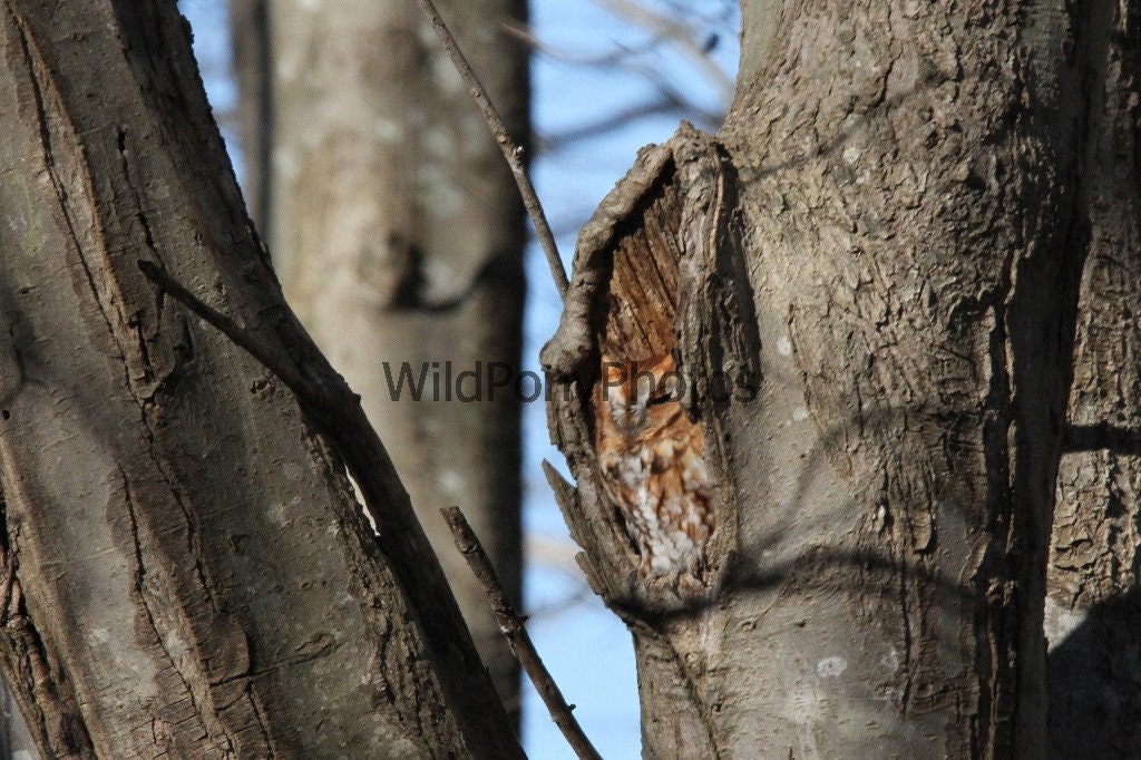 Nature Photograph Screech Owl - Pick One Image