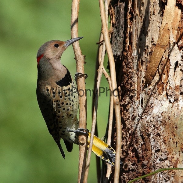 Nature Photograph-Northern Flicker in Chincoteague National Wildlife Refuge