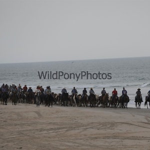 Chincoteague Pony Penning 2023 Beach Walk - Pick One Image