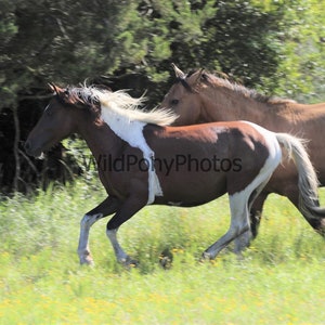 2023 Chincoteague Pony Penning North Roundup - Pick One Image
