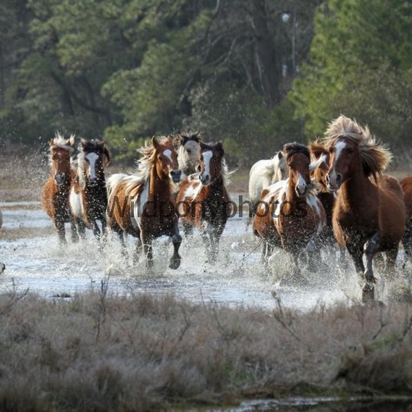 Chincoteague Pony Photograph-2014 Spring Roundup