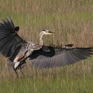 Great Blue Heron Photo - Pick one Image